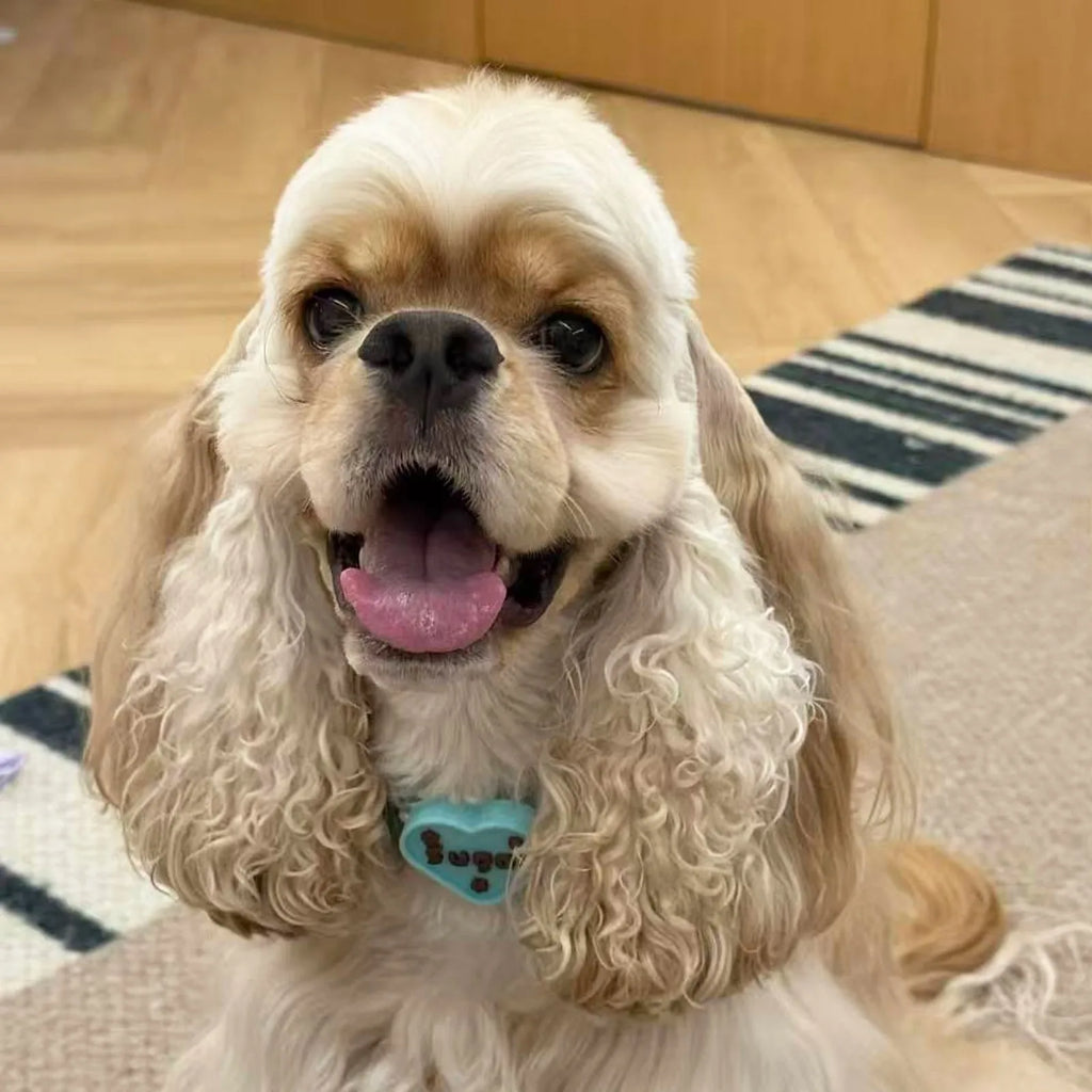 Cocker Spaniel Dog Wearing Custom Blue Heart Pet Tag