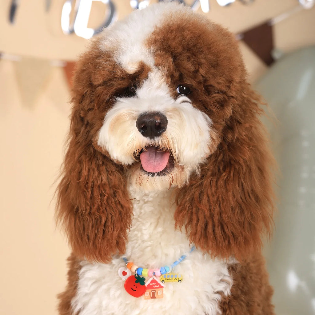 Personalized Pet Necklace with four colorful braided rope options