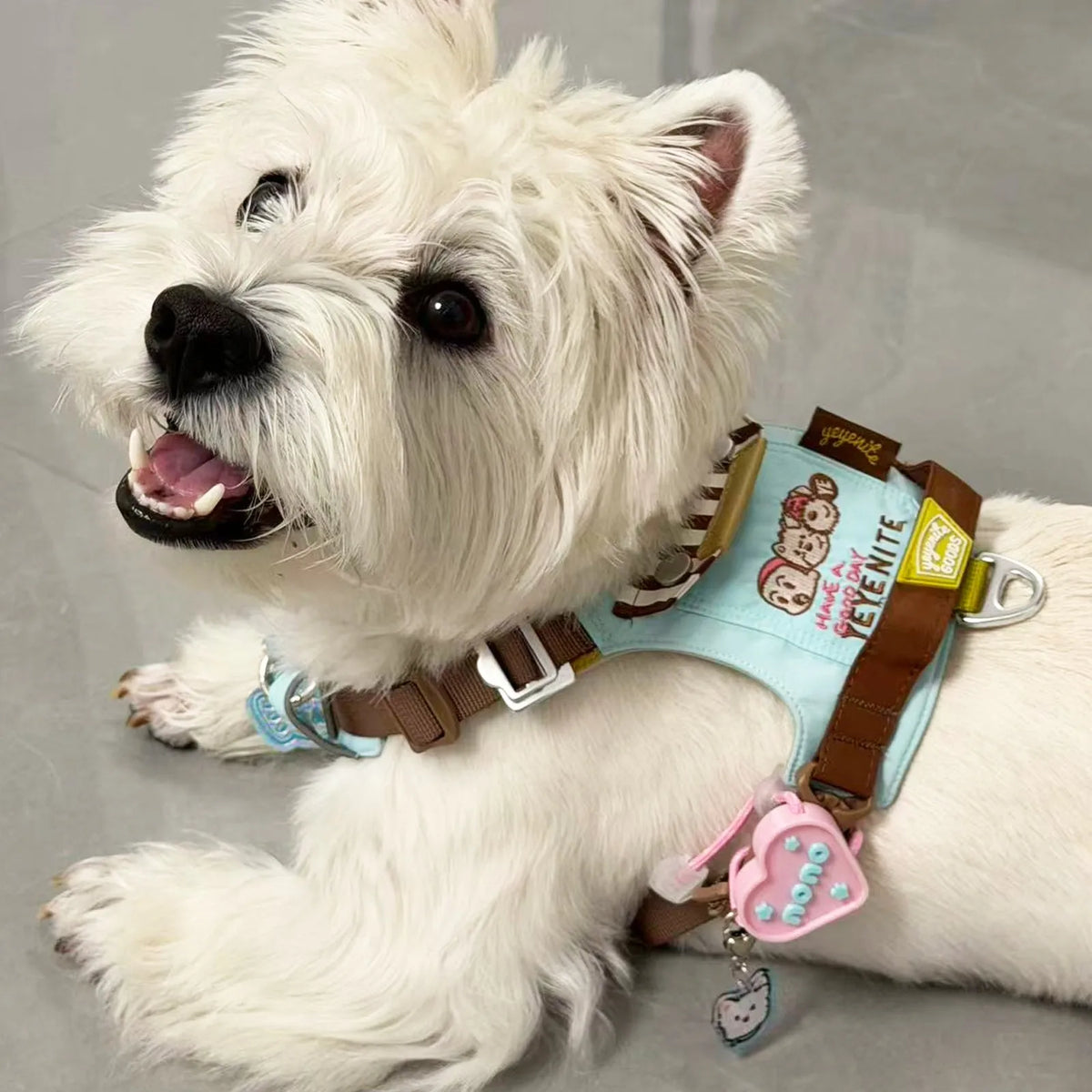 White Terrier Dog Wearing Pink Heart Pet ID Tag on Harness