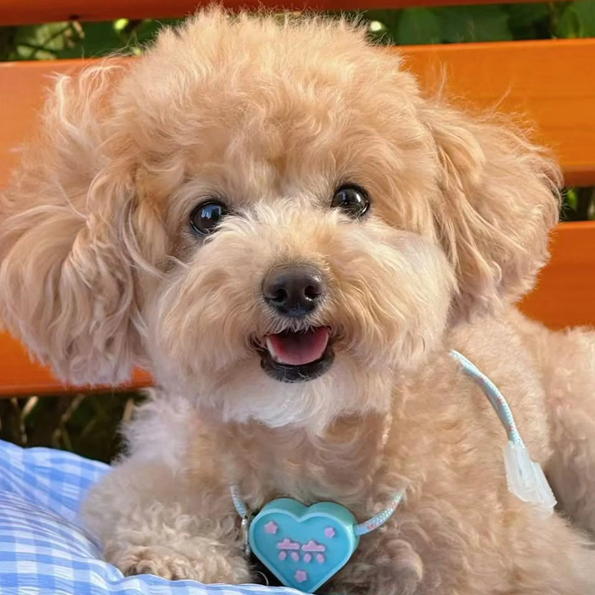 Cute Poodle Dog Wearing Custom Light Blue Heart Pet ID Tag