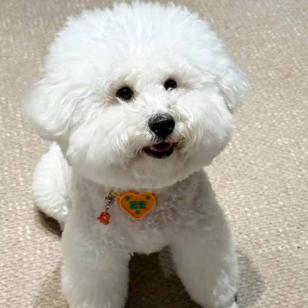 Fluffy Bichon Frise Dog Wearing Orange Heart Pet Tag