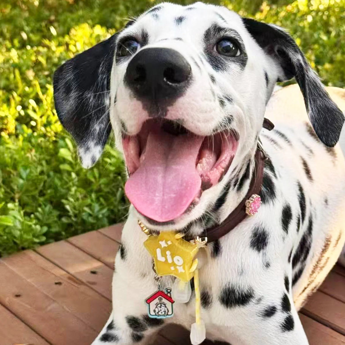 Dalmatian Dog Wearing Custom Yellow Star Pet ID Tag Lio