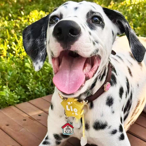 Dalmatian Dog Wearing Custom Yellow Star Pet ID Tag Lio