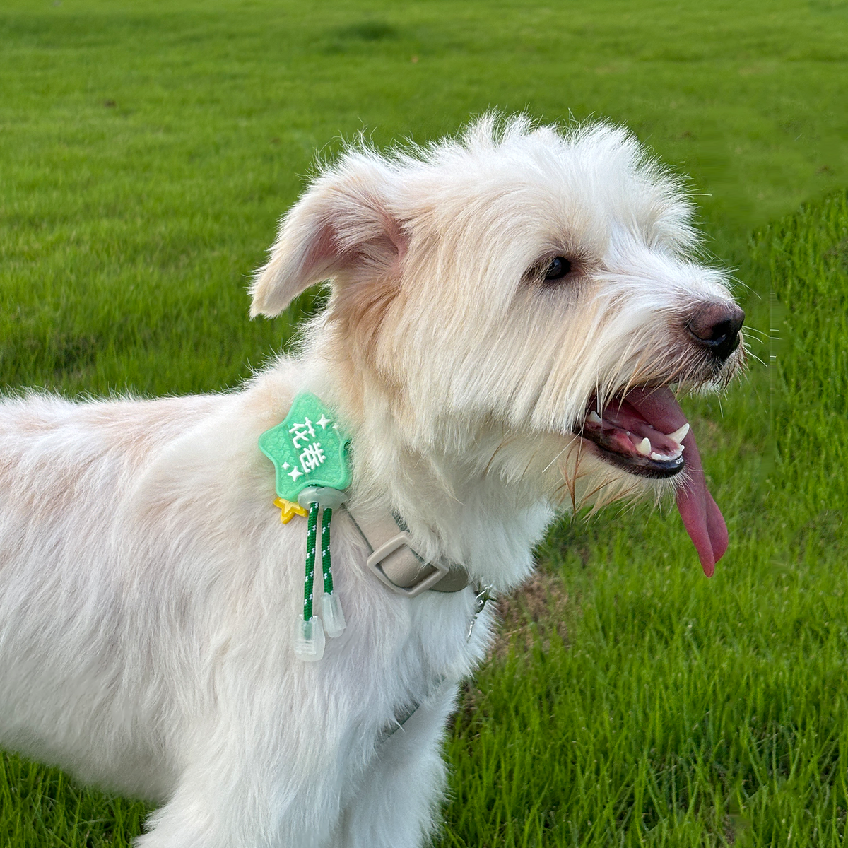 White Fluffy Dog Wearing Green Star Pet Tag on Collar
