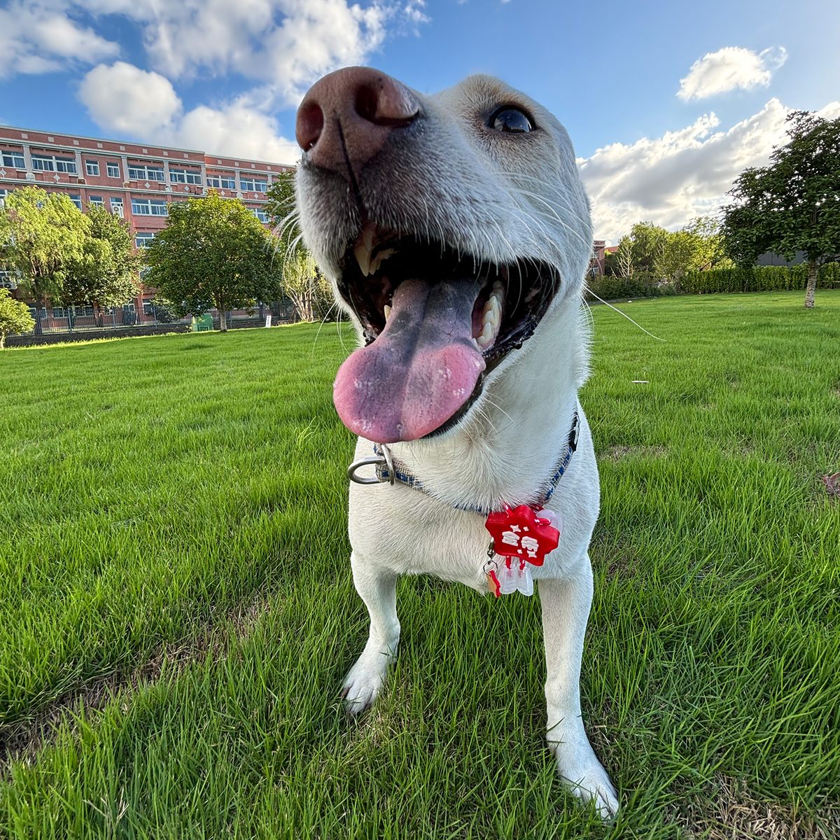 Happy Dog in Grass Wearing Red Star Pet ID Tag