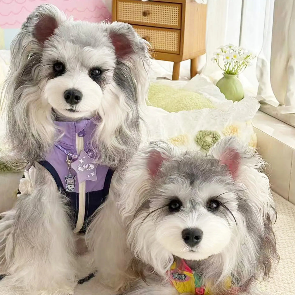 Two Cute Dogs Wearing Custom Purple Star Pet ID Tags